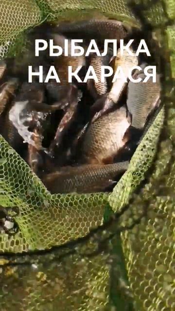 РЫБАЛКА НА КАРАСЯ #shorts смотреть онлайн