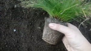 Изолепис: размножение и пересадка "парящих сердец"