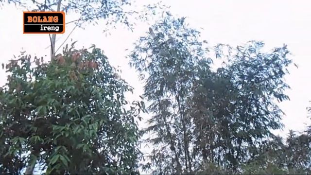 Pesawat Remote Control Dari Kardus // Nyangsang Gaes