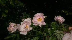 Paeonia Pink Vanguard
