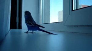 Волнистый попугай Тимоша