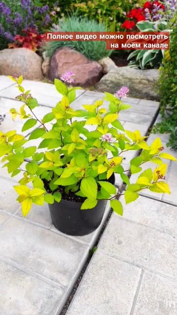 Обзор осеннего сада. Часть 2/1. Видео от 16.11.23