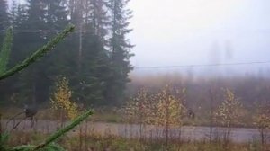 Охота на лося. Видео 6