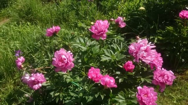 Paeonia First Arrival смотреть онлайн