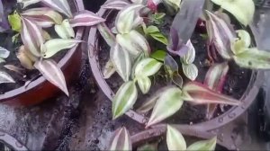 Такие кашпо может сделать каждый! Хит продаж!