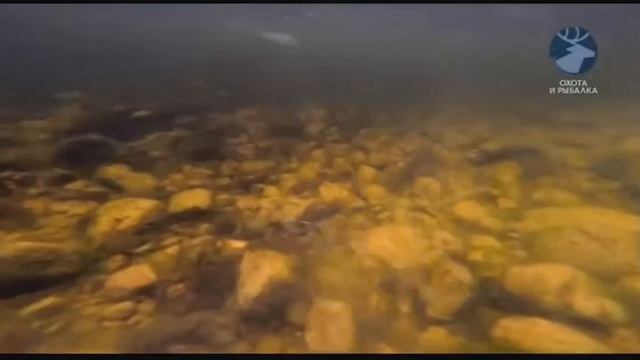 Поймать лосося смотреть онлайн