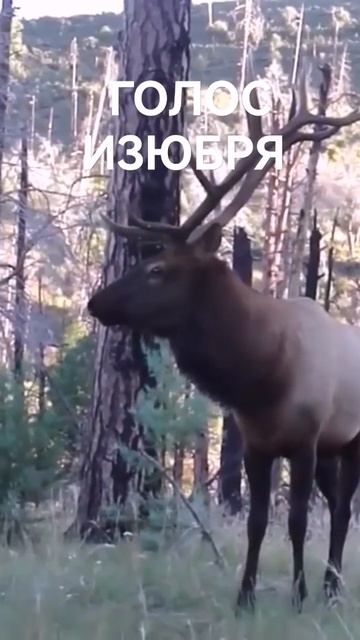 ГОЛОС ИЗЮБРЯ СЛЫШНО ЗА КИЛОМЕТРЫ #shorts смотреть онлайн