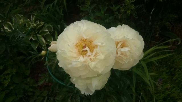 Paeonia Pastelegans смотреть онлайн