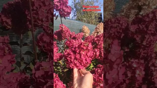 Обзор гортензий: Самарская Лидия, Пастель Грин и Скайфулл. 15.09.2024 г.