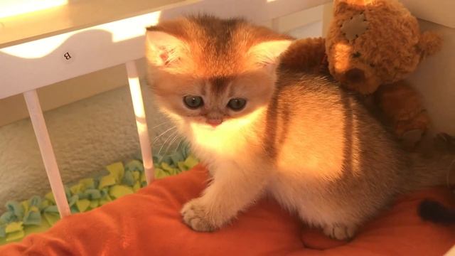 🤩 ЗОЛОТОЙ ОРКЕСТР👑ЗОЛОТЫЕ КОШКИ ШИНШИЛЛЫ😻GOLDEN KITTENS💞