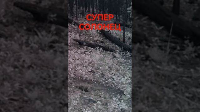 КОСУЛЯ ИДЁТ ОДНА ЗА ОДНОЙ #shorts смотреть онлайн