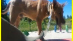 Ко мне, Мухтар