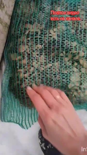 Открываю черенки гортензий после зимы.