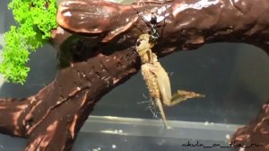 Муравьи Iridomyrmex anceps (Муравей-тиран)