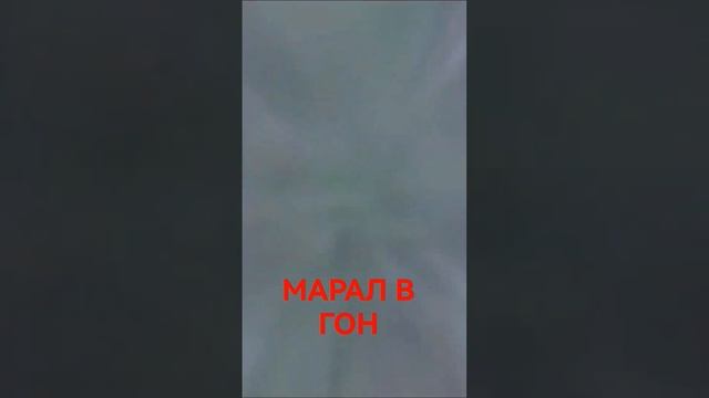 ГОЛОС МАРАЛА #shorts смотреть онлайн