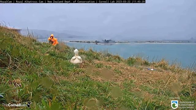 Royal Albatross ~Rangers Take SP and Upper Quarry Chicks Weight! Beautiful Rainbow For SP 🌈 3.22.23 смотреть онлайн
