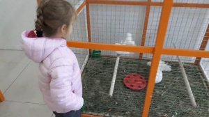 Выставка пушистиков