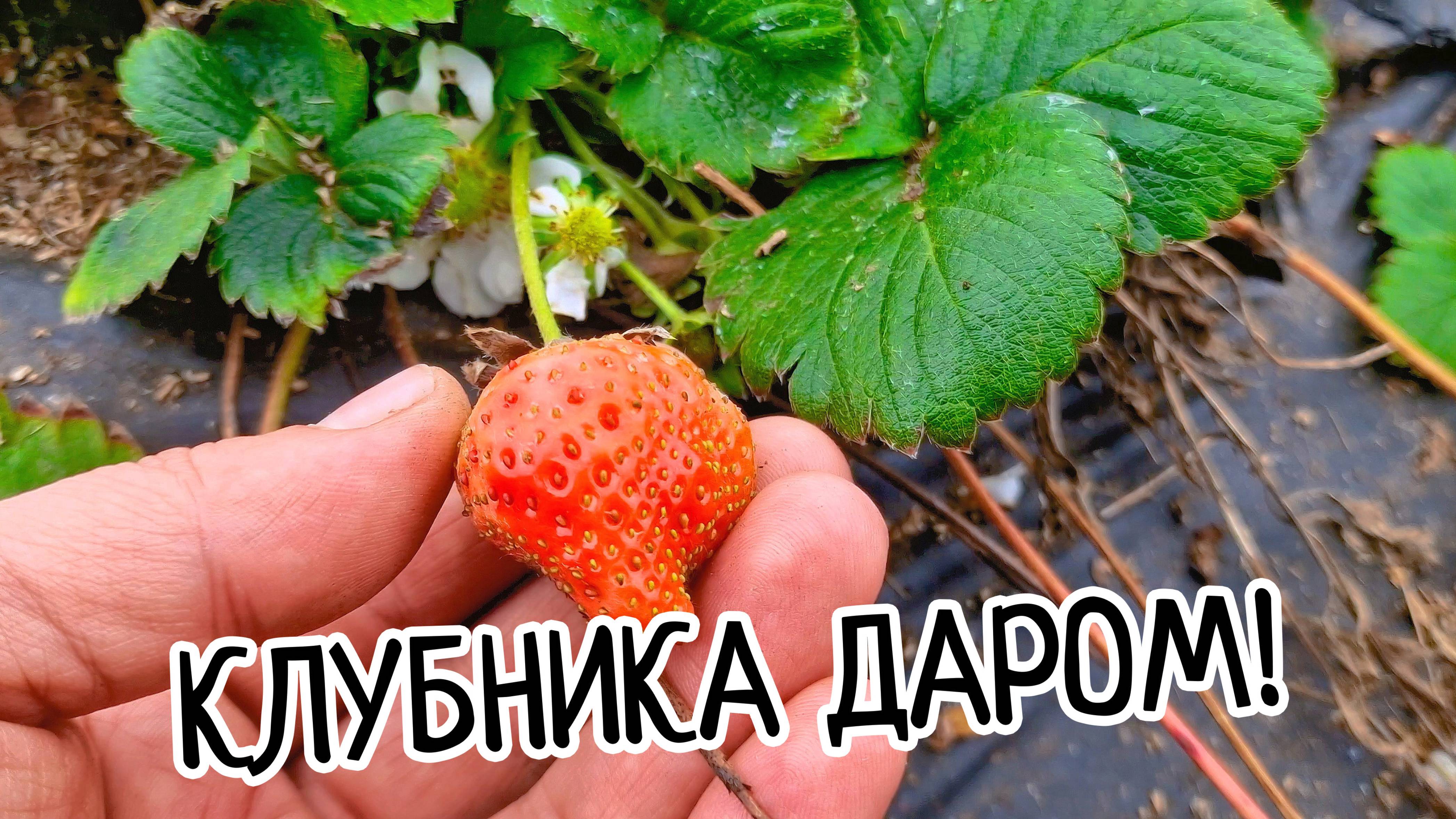 СПЕШИ ЗАБРАТЬ саженцы клубники🍓🍀? БЕСПЛАТНО‼️Отличная РАССАДА клубники!