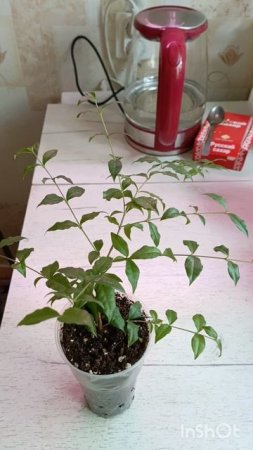 комнатная вишня 🍒