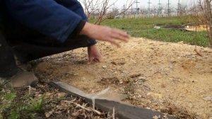 Зачем голубике опилки?!