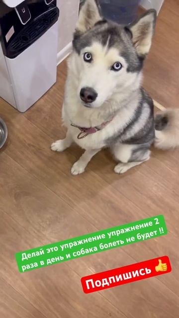 Смотри чем кормить собаку