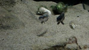 Neolamprologus speciosus