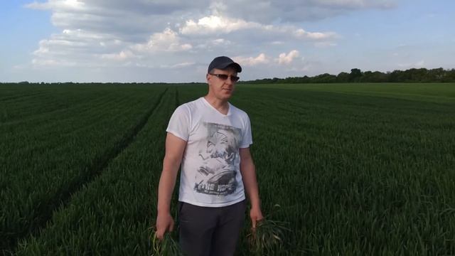 Внесення фунгіцид"Елатус Ріа" + Підживка мікродобрив + Інсектицид "Коннект" по прапорцевому листку. смотреть онлайн