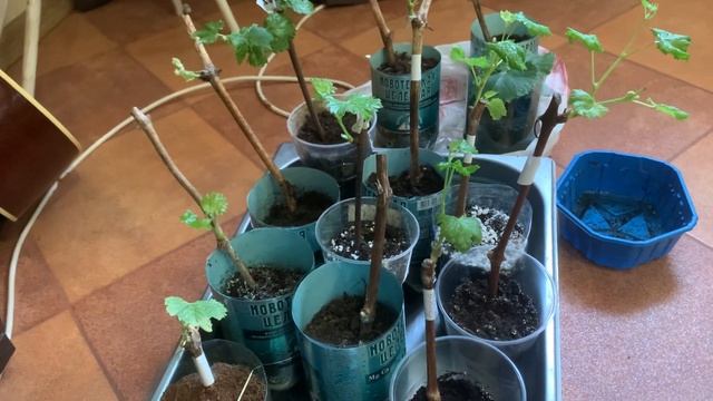 Доращивание укоренённых черенков винограда