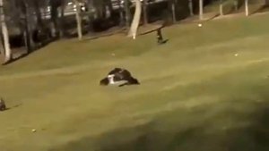 Орёл пытался унести ребёнка. The eagle tried to carry the child away.