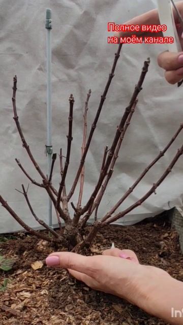 Гортензия Polestar. Весенняя обрезка.