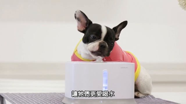 PETWANT智慧循環寵物活水機W1+AGE FINAL-1 смотреть онлайн