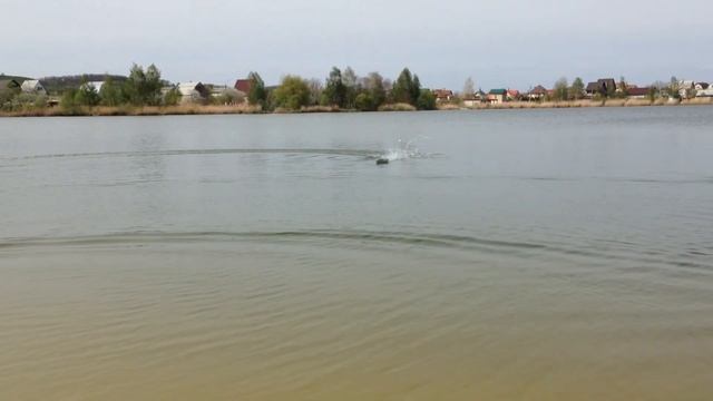 Fei Lun FT009 Racing boat first test from gearbest.com смотреть онлайн