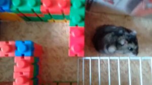 Хомяк проходит лабиринт.