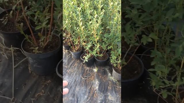 IMG 8458 Голубика в горшках лето 2016