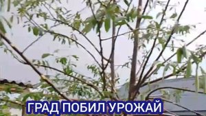 УРАГАН В КАРАЧАЕВО-ЧЕРКЕСИИ. ГРАД ПОБИЛ ВСЁ. СИЛЬНЫЙ ГРАД В ЧЕРКЕССКЕ