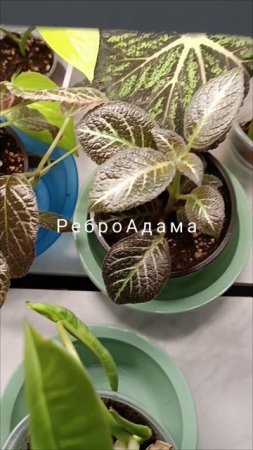 Разучиваю названия эписций 🌺 02.02.25