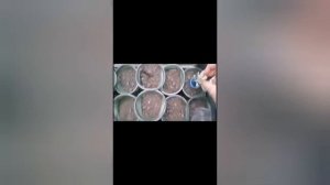 Черенкование лаванды "Зубчатая вариегата" в ноябре.