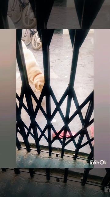 Labrador Toto Ki English Classes 📜 #labrador #dog #cute #shots #yt  #toto#World Of Shikha & Toto💞🤗