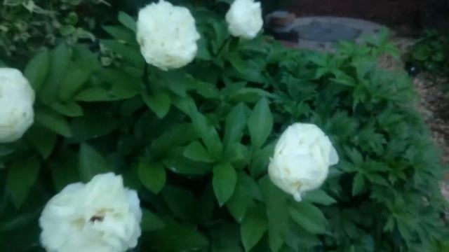 Paeonia Ballerina смотреть онлайн