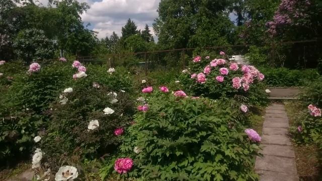 Коллекция Марианны Успенской в Ботаническом саду МГУ. смотреть онлайн