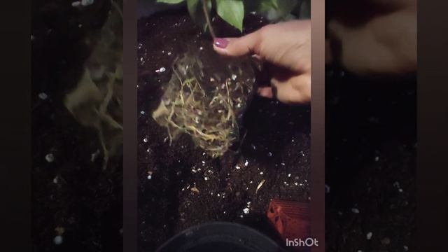 Видео для новичков. Пересадка саженцев гортензий.