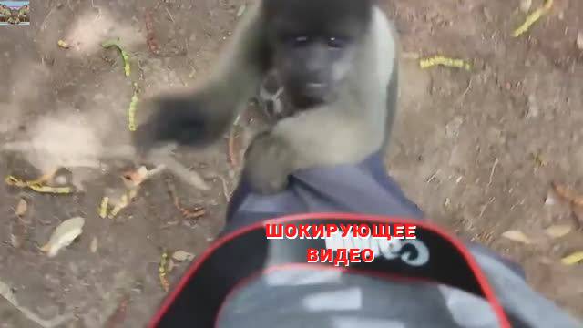 Подборка смешные животные. смотреть онлайн