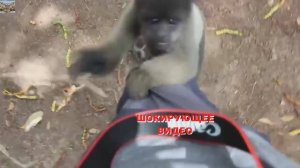 Подборка смешные животные.