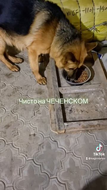 Чеченская овчарка (Немецкая)#мойпитомец #грозный #немецкаяовчарка #чгтрк #кавказ
