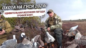 Охота на гуся 2024г. Удивительная весенняя погода. Трофей взят