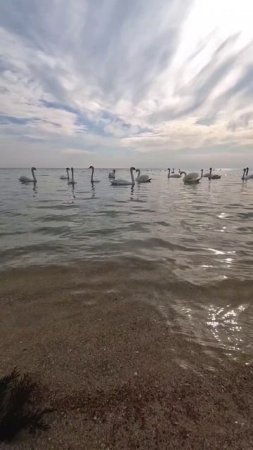 Евпатория лебединая страна в Крыму 🌊🦢🌊🦢🌊🦢🌊