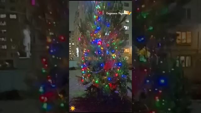 Прогулка,встретила Елочку 🌲 во дворе. Солнечный ☀️2025год