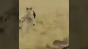 Как волк Ташить барана