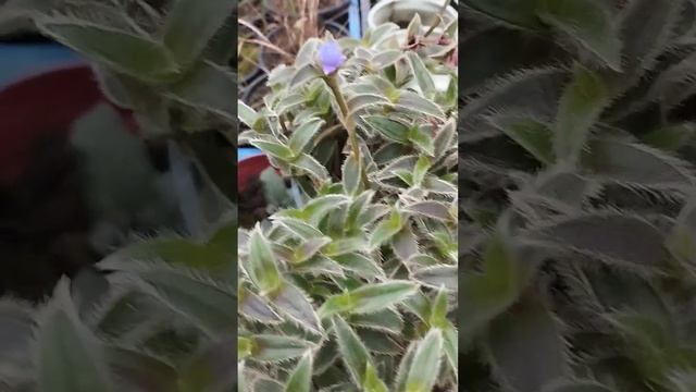 Самый простой в уходе  цветок: Цианотис Сомалийский!Листочки и цветочки , просто чудо какое-то !