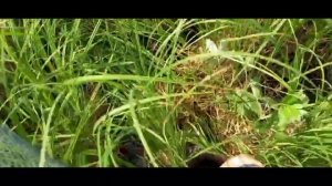 Как узнать есть ли рыба в водоёме